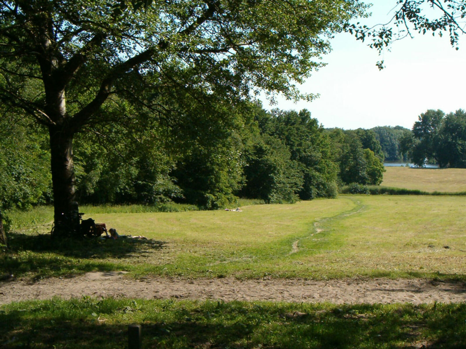 A wooded clearing in the Amsterdamse Bos, the Amsterdam park that has hosted Dekmantel Festival since 2013.