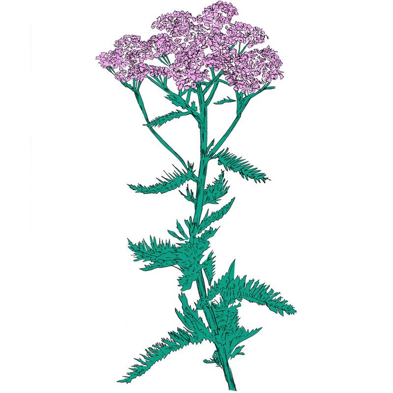 Cover art for Yarrow by Patricia Wolf, released on Music To Watch Seeds Grow By.